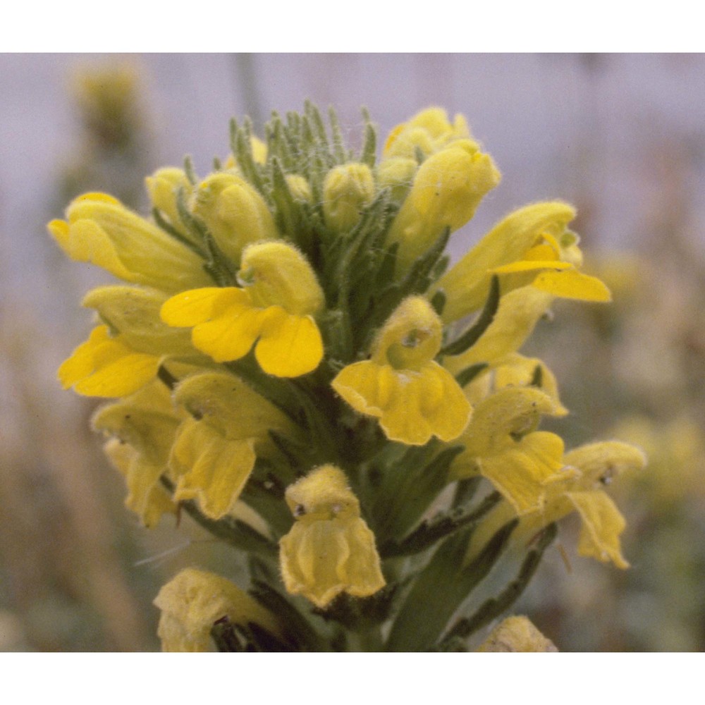 parentucellia viscosa (l.) caruel