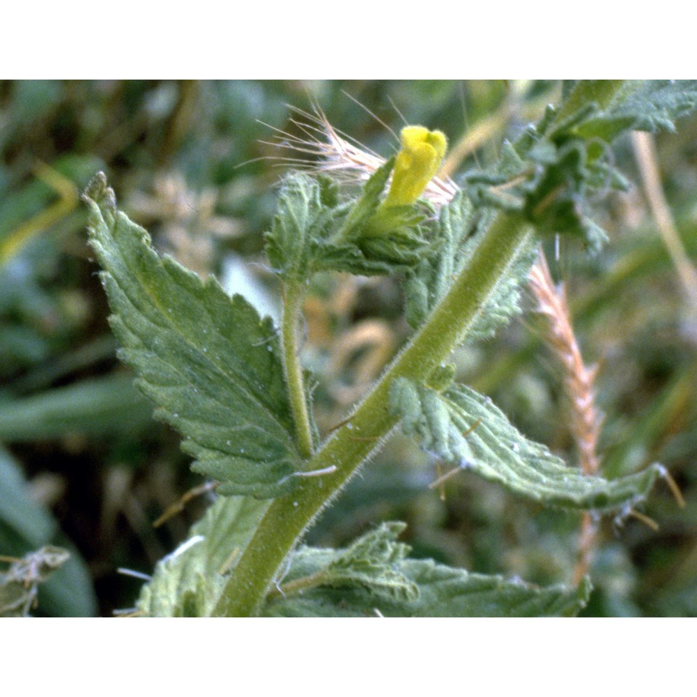 parentucellia viscosa (l.) caruel