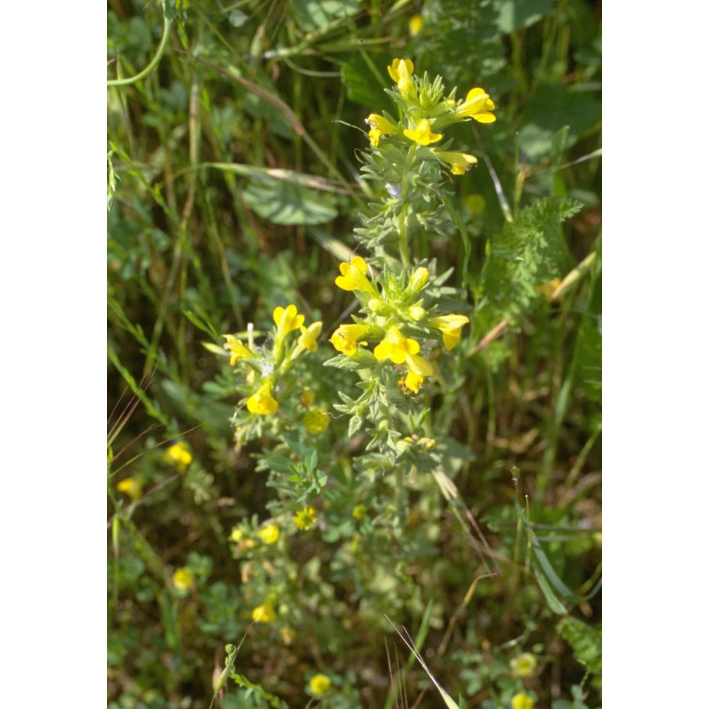 parentucellia viscosa (l.) caruel