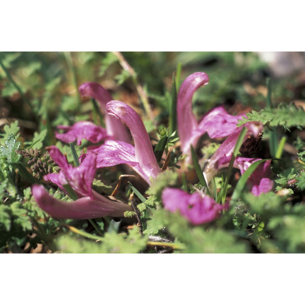 pedicularis acaulis scop.