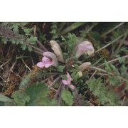 pedicularis acaulis scop.