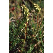 pedicularis adscendens schleich. ex gaudin