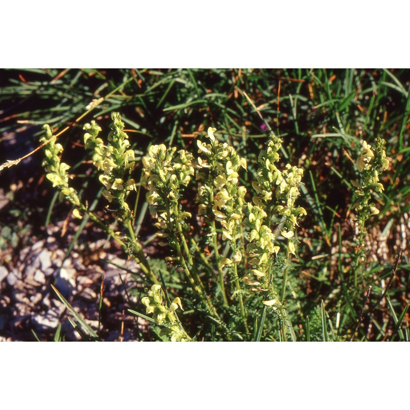 pedicularis adscendens schleich. ex gaudin