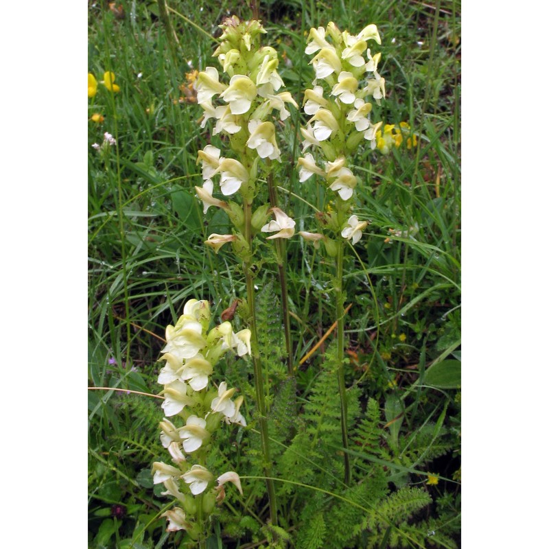 pedicularis adscendens schleich. ex gaudin