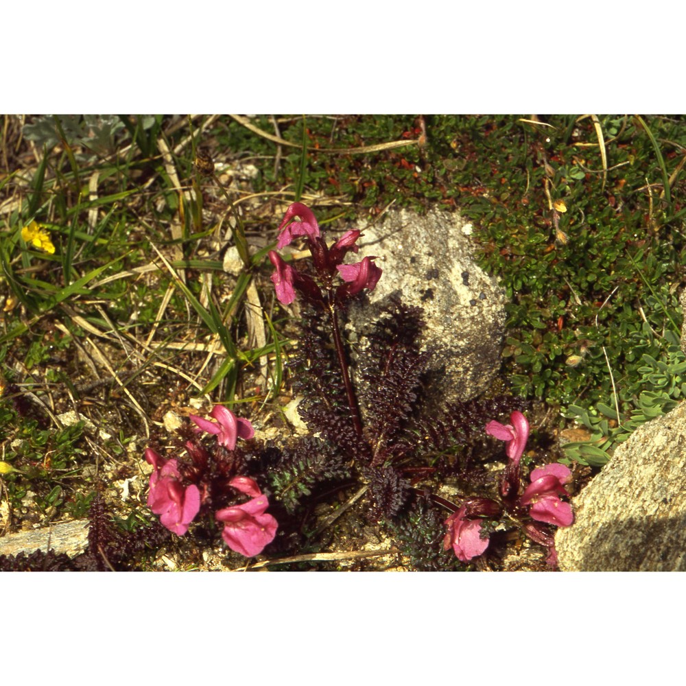 pedicularis asplenifolia flörke ex willd.