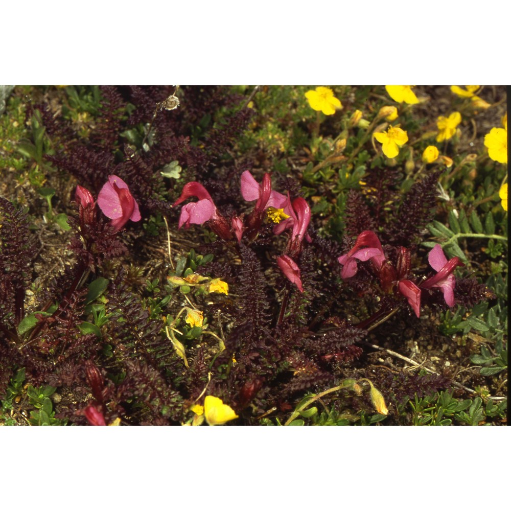 pedicularis asplenifolia flörke ex willd.