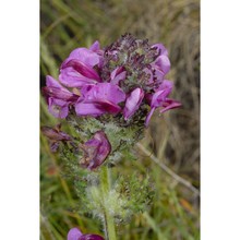 pedicularis cenisia gaudin