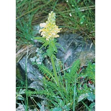 pedicularis comosa l.