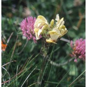 pedicularis comosa l.