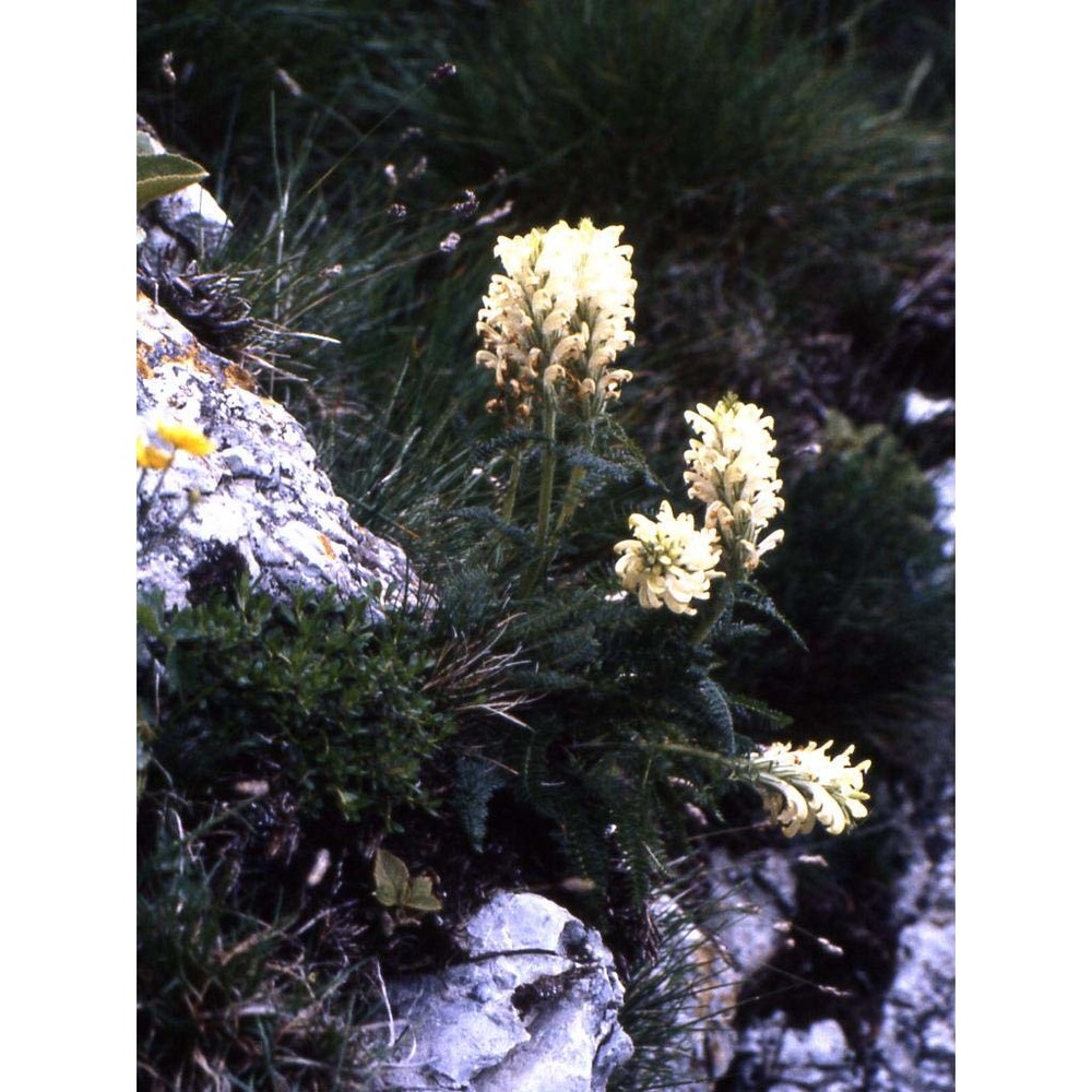 pedicularis comosa l.