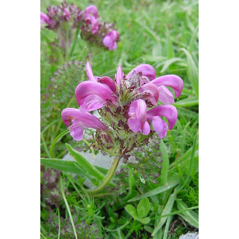 pedicularis elegans ten.