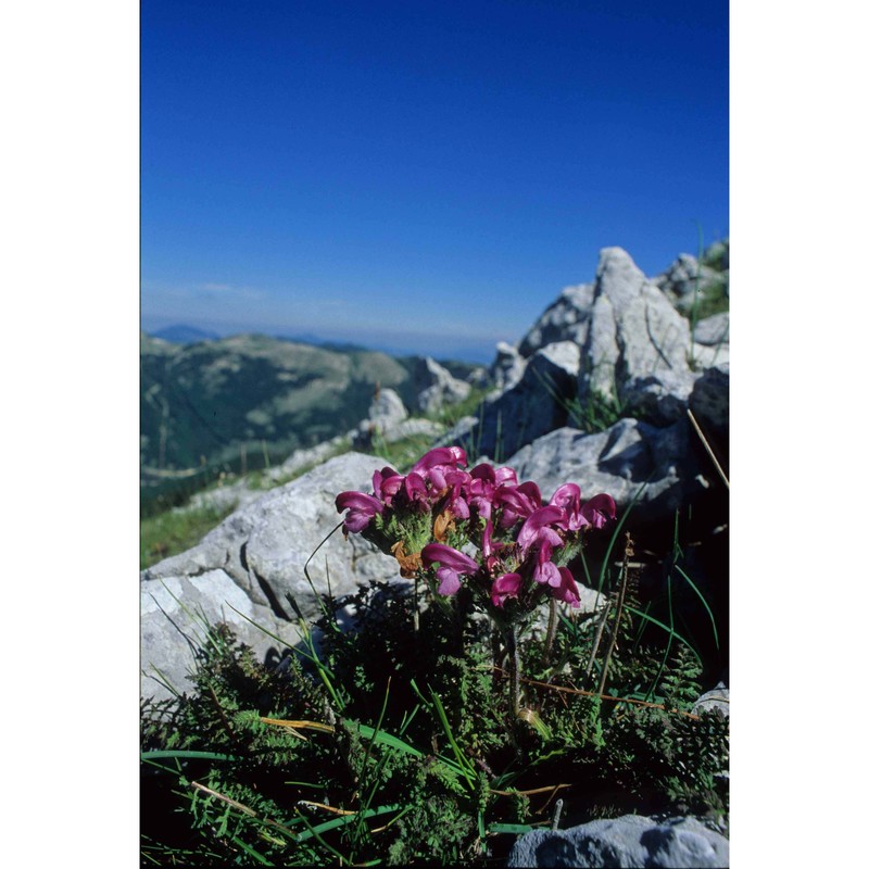 pedicularis elegans ten.