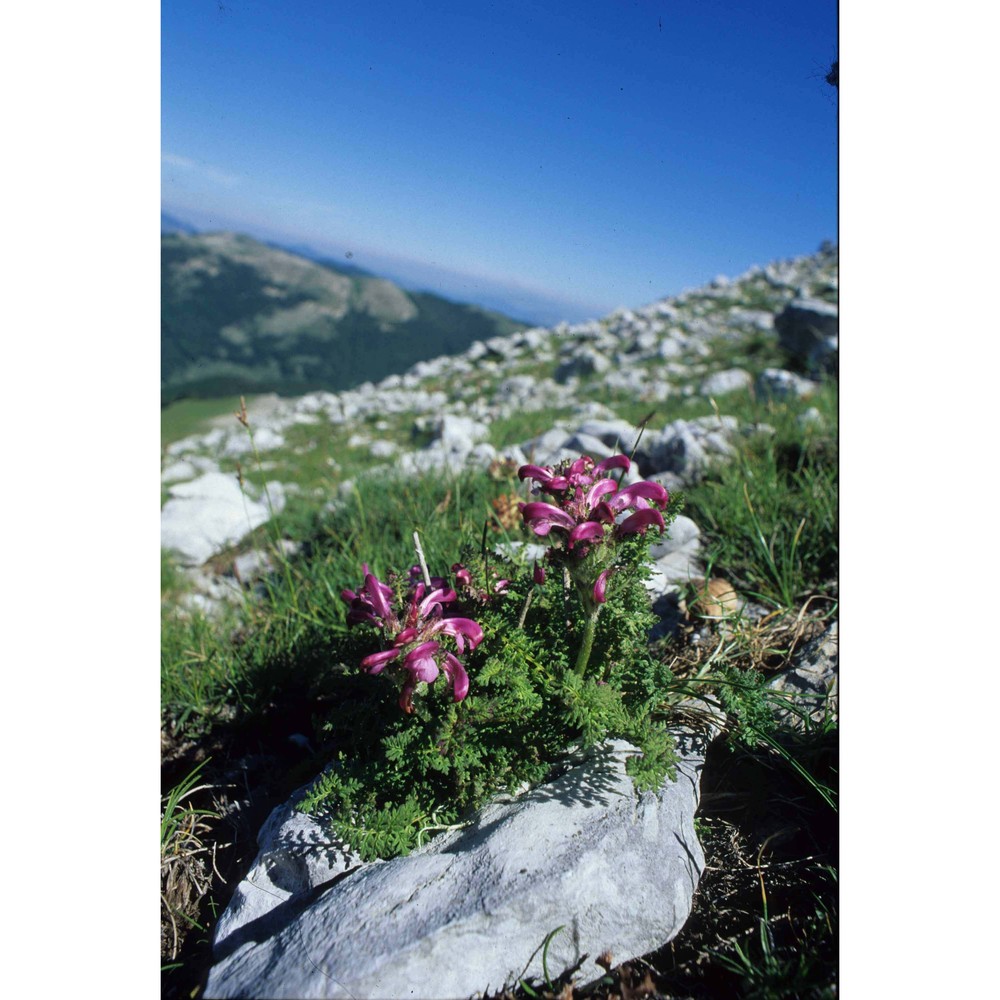 pedicularis elegans ten.