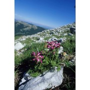 pedicularis elegans ten.