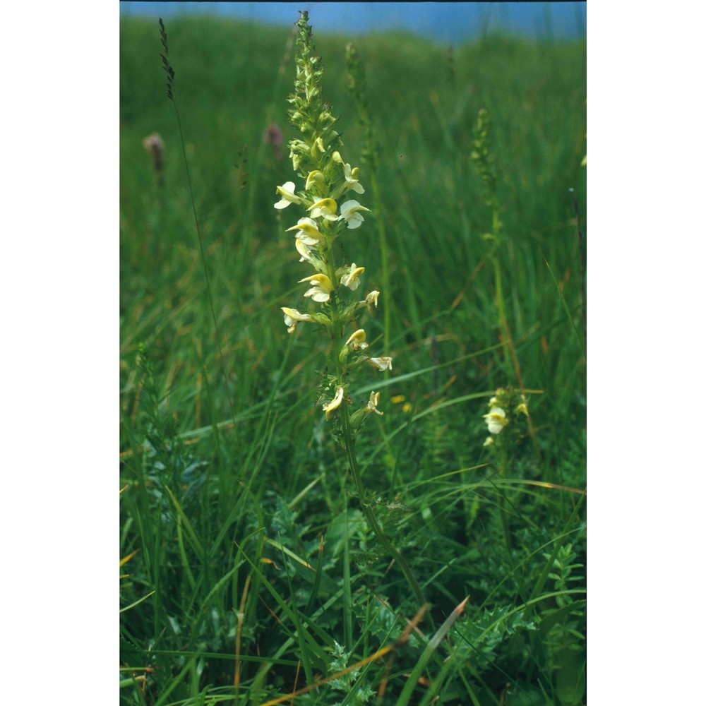 pedicularis elongata a. kern.