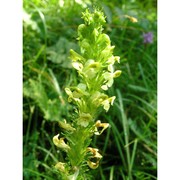 pedicularis elongata a. kern.