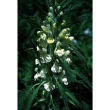 pedicularis foliosa l.