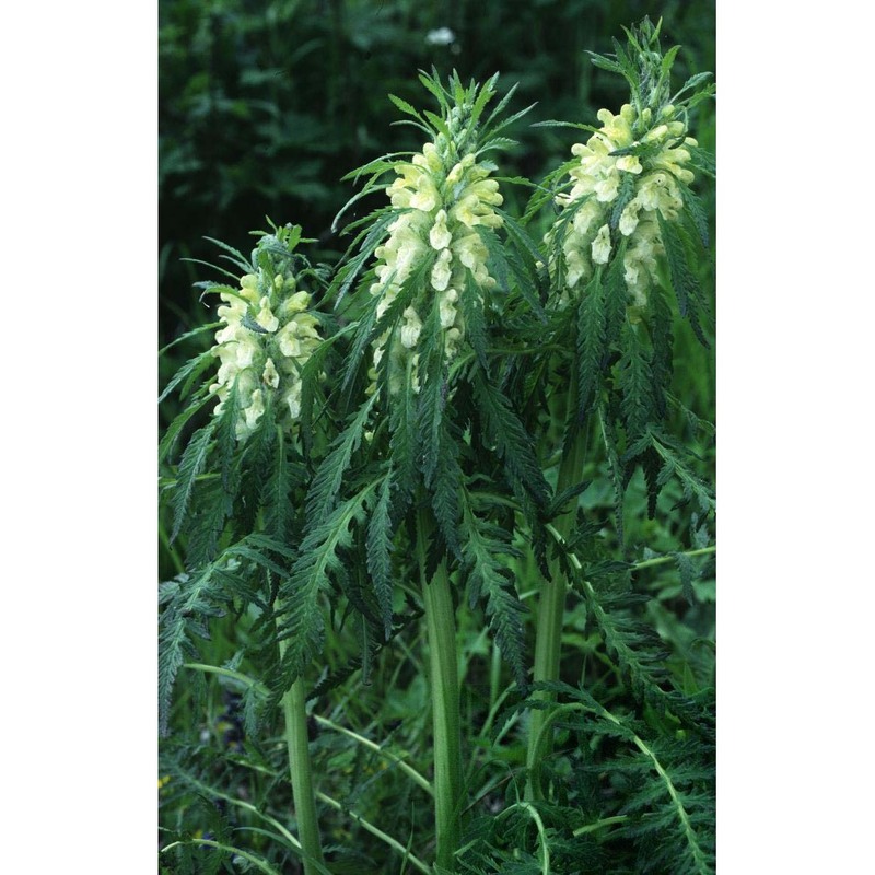 pedicularis foliosa l.