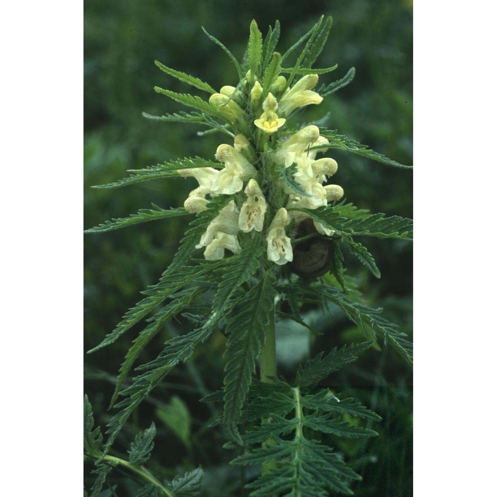 pedicularis foliosa l.