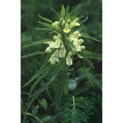 pedicularis foliosa l.