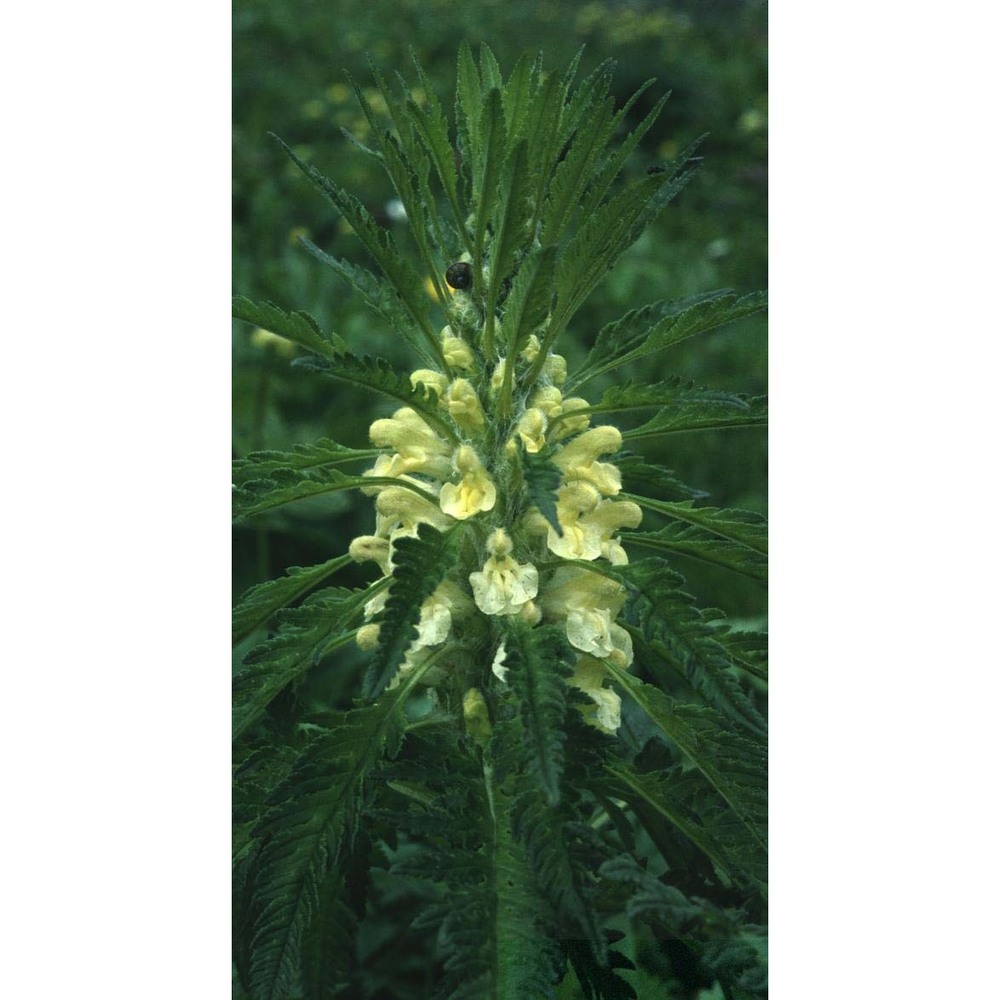 pedicularis foliosa l.