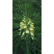 pedicularis foliosa l.