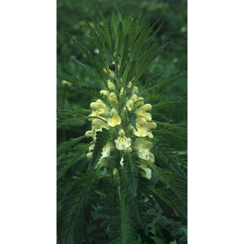 pedicularis foliosa l.