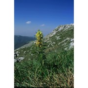 pedicularis friderici-augusti tomm.