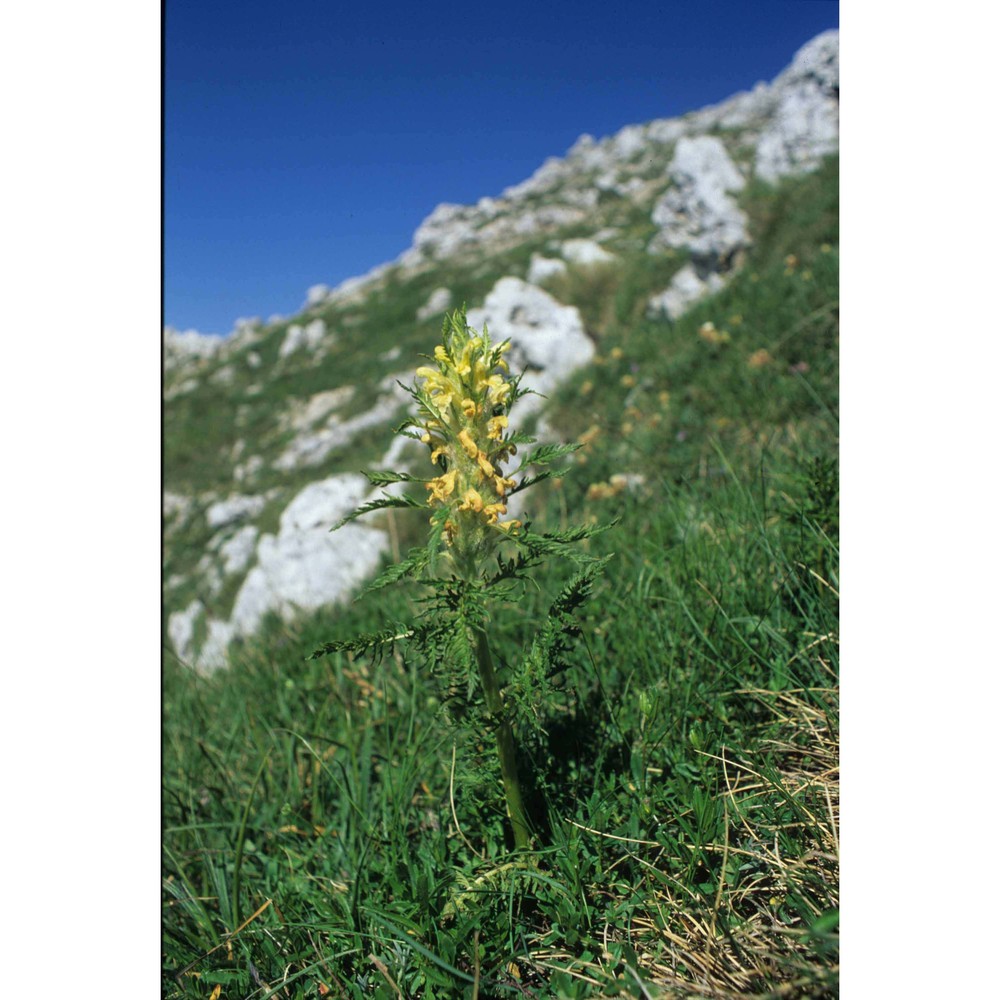 pedicularis friderici-augusti tomm.