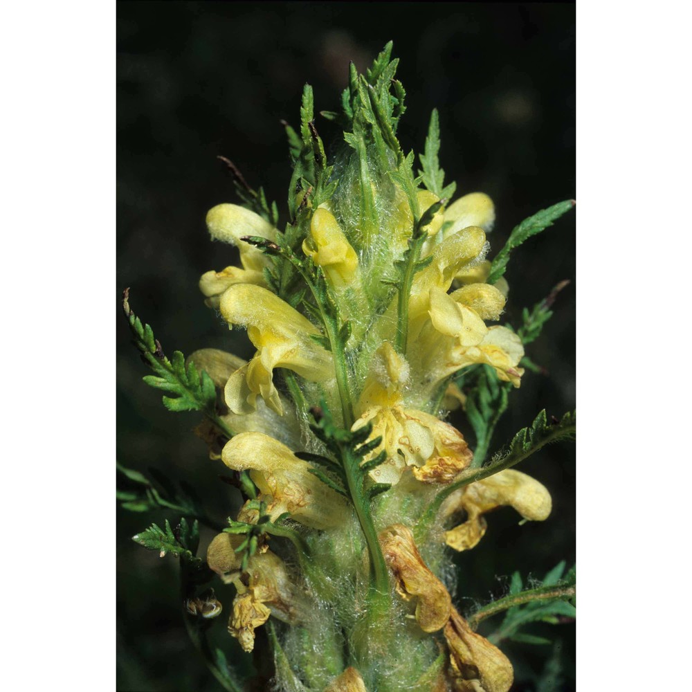 pedicularis friderici-augusti tomm.