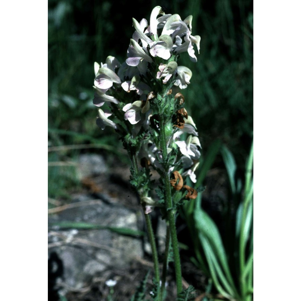 pedicularis gyroflexa vill.