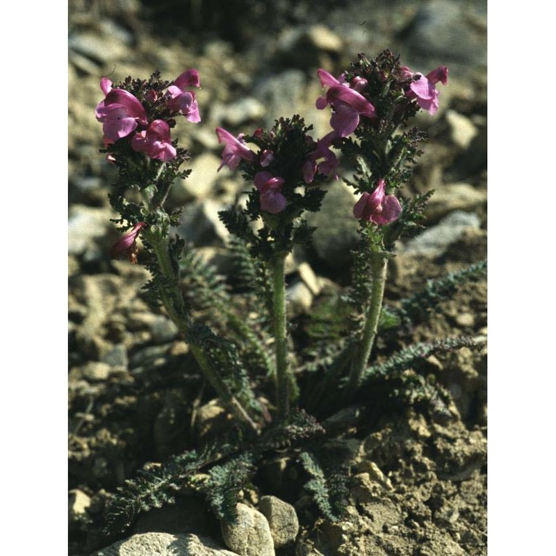 pedicularis gyroflexa vill.