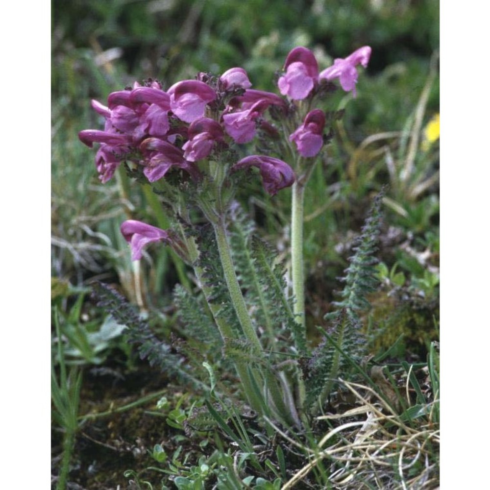 pedicularis gyroflexa vill.