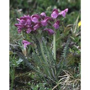 pedicularis gyroflexa vill.