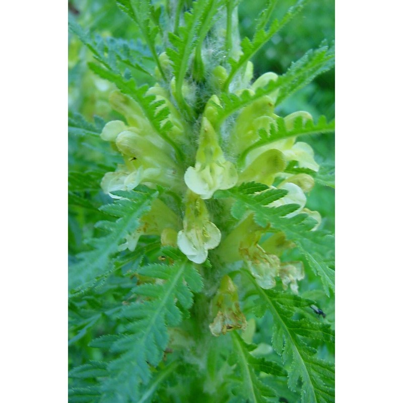 pedicularis hoermanniana k. malý