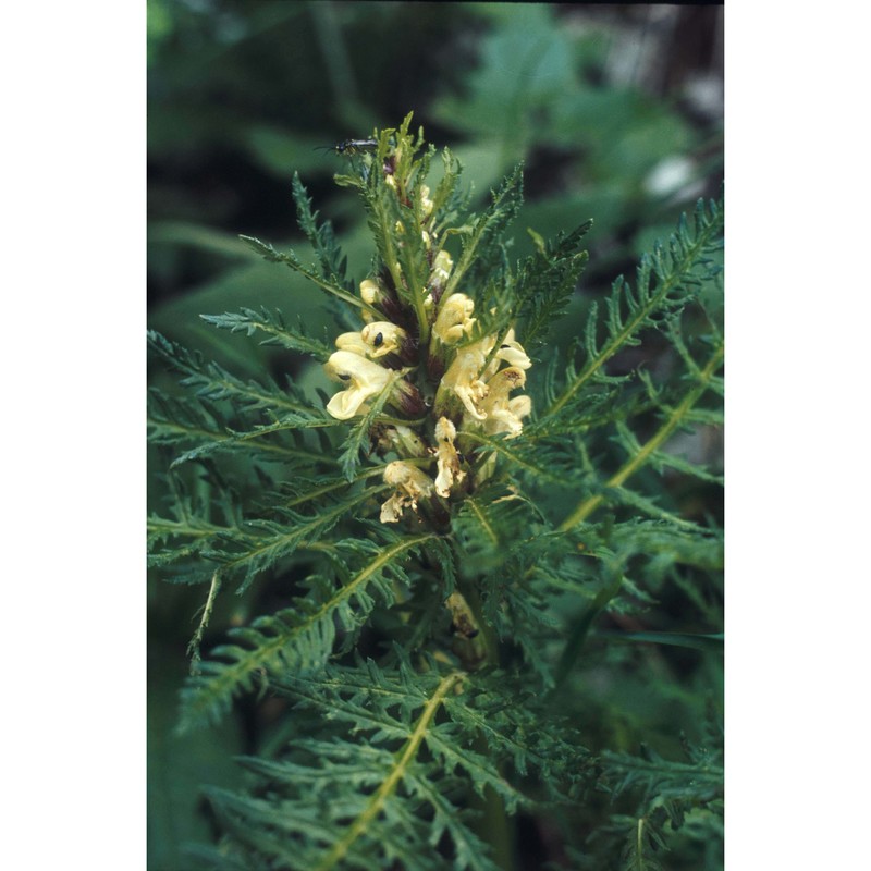 pedicularis hoermanniana k. malý