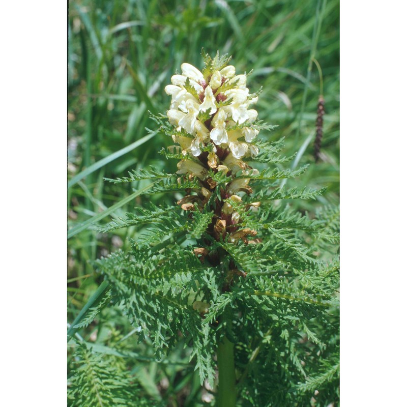 pedicularis hoermanniana k. malý