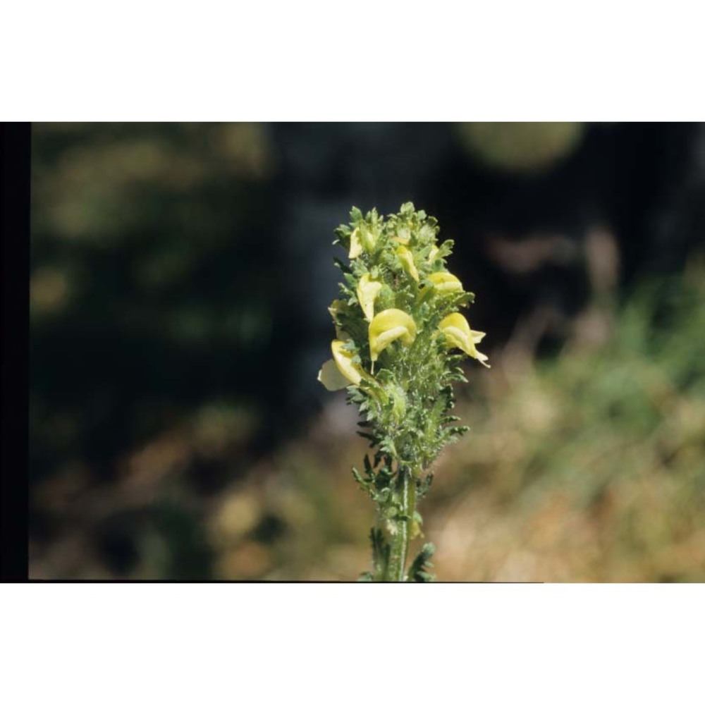 pedicularis julica e. mayer