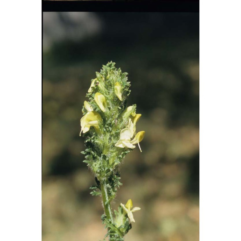 pedicularis julica e. mayer