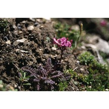 pedicularis kerneri dalla torre