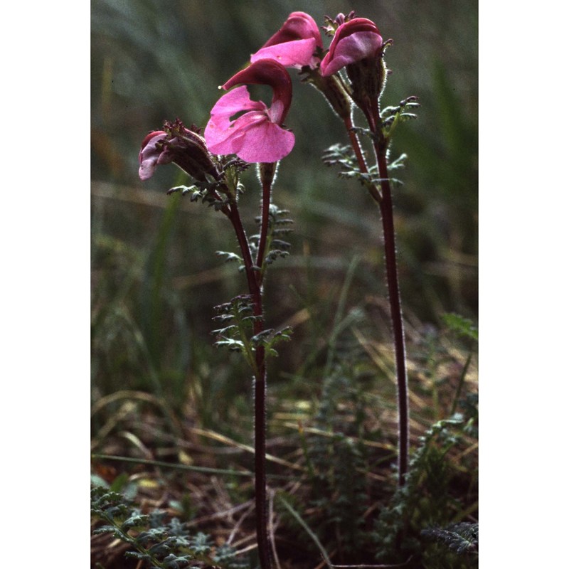 pedicularis kerneri dalla torre