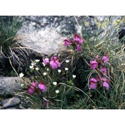 pedicularis kerneri dalla torre