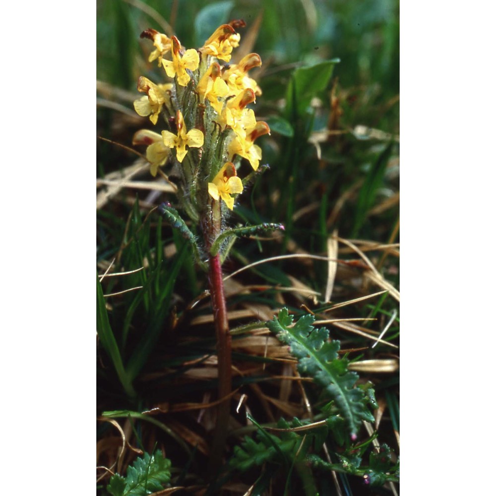 pedicularis oederi vahl