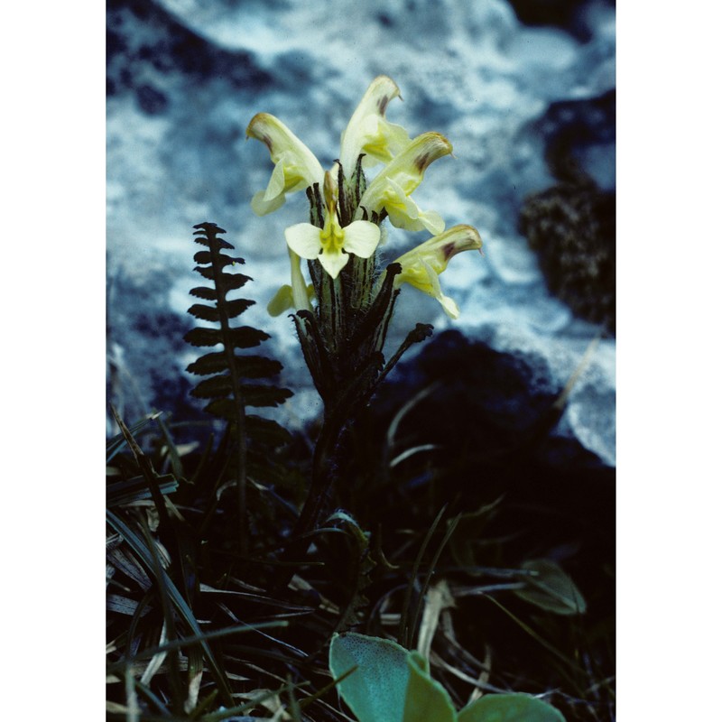 pedicularis oederi vahl