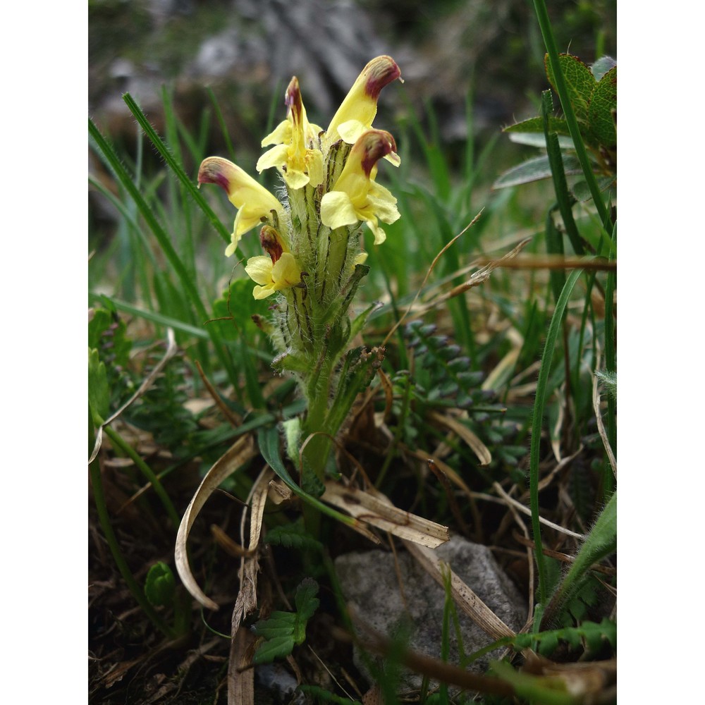 pedicularis oederi vahl