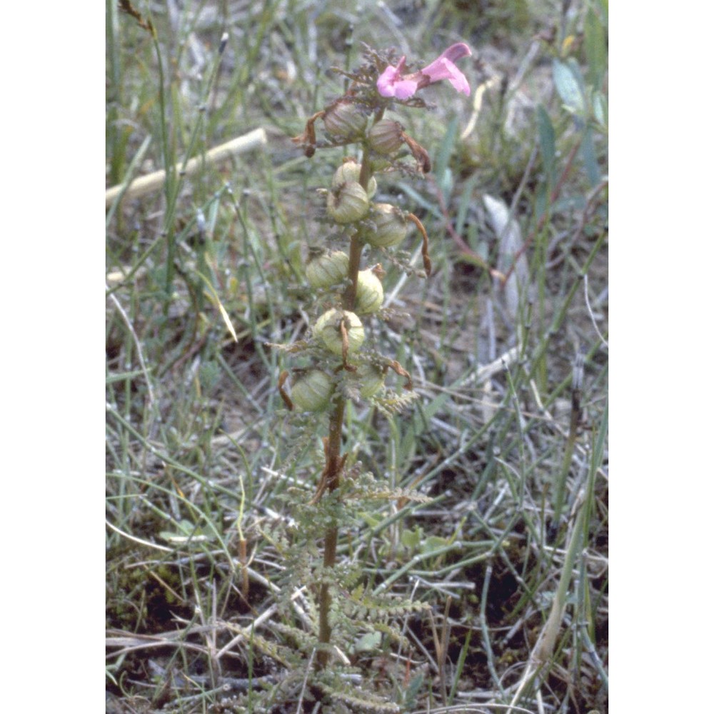 pedicularis palustris l. subsp. palustris