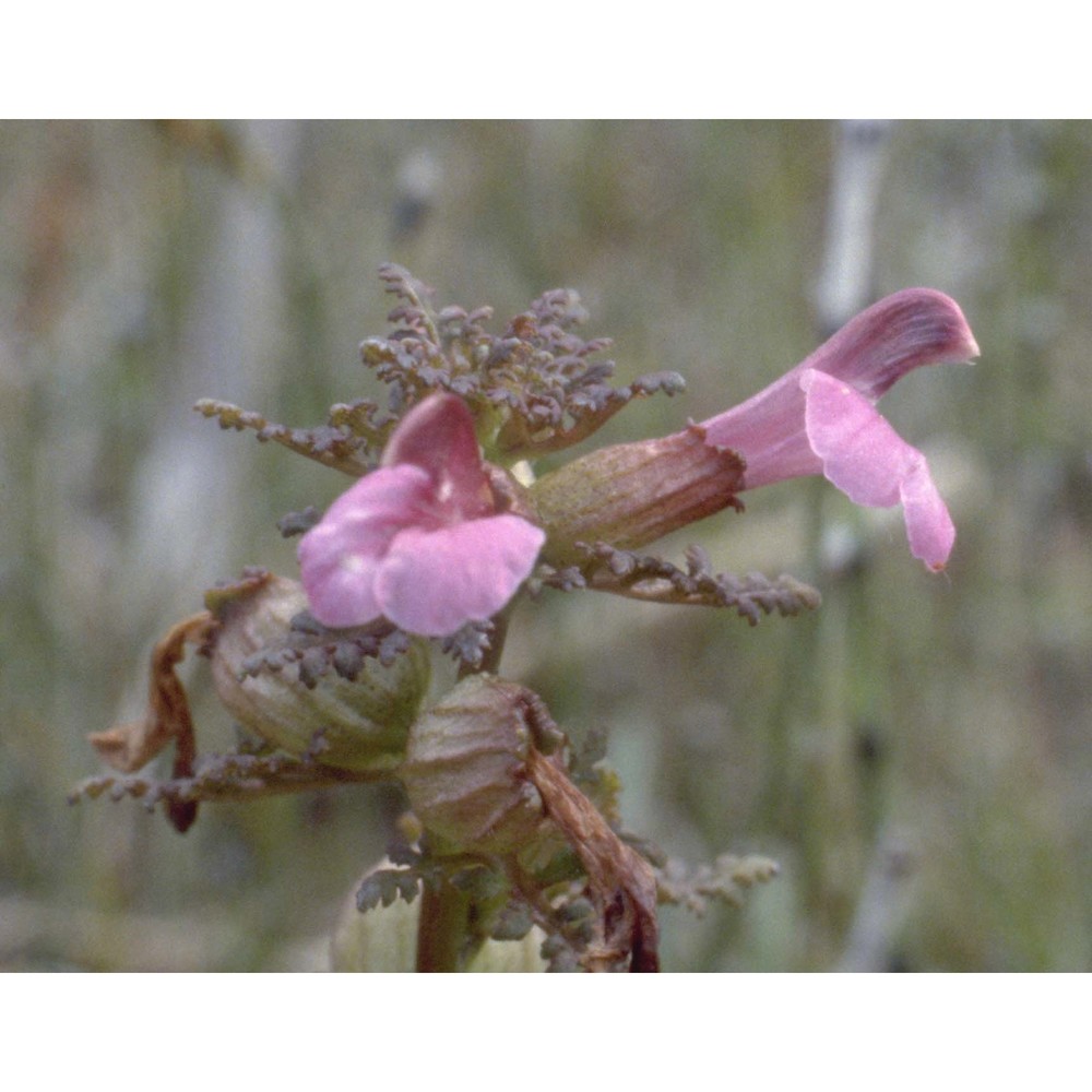 pedicularis palustris l. subsp. palustris