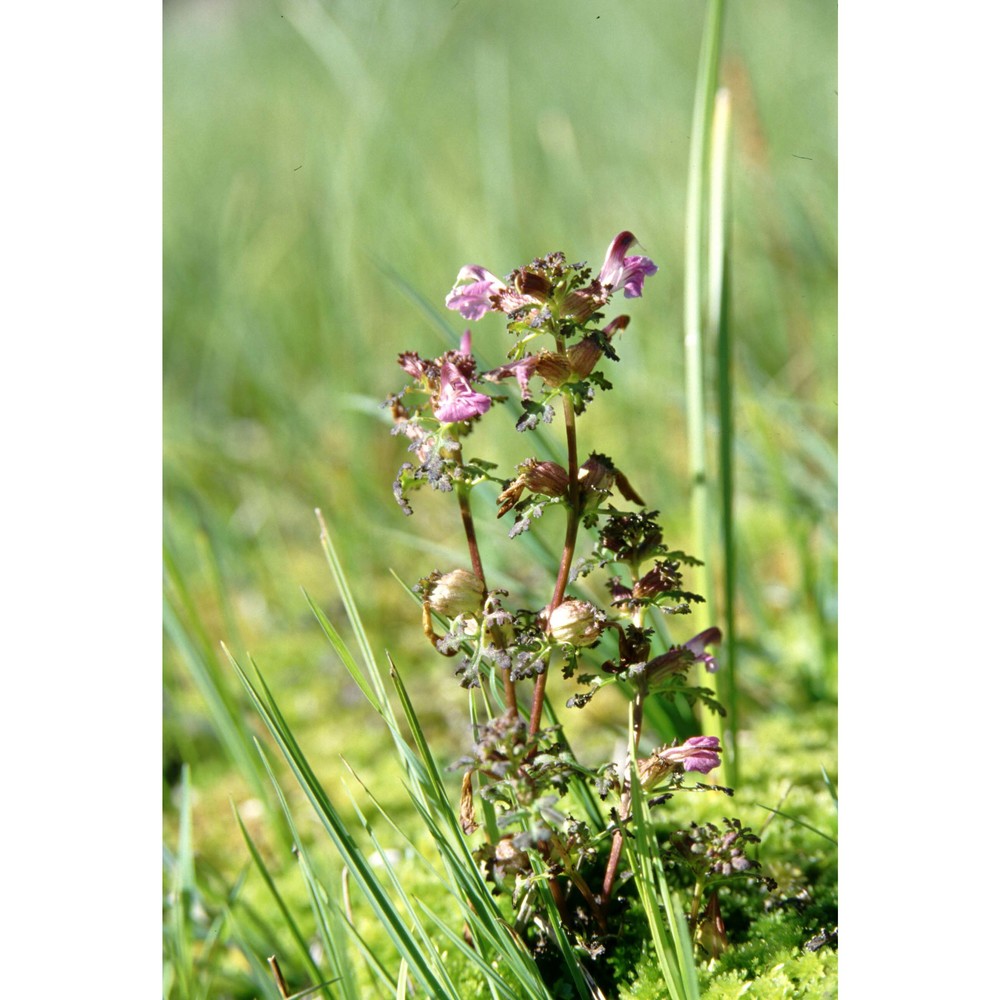 pedicularis palustris l. subsp. palustris