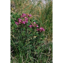 pedicularis petiolaris ten.