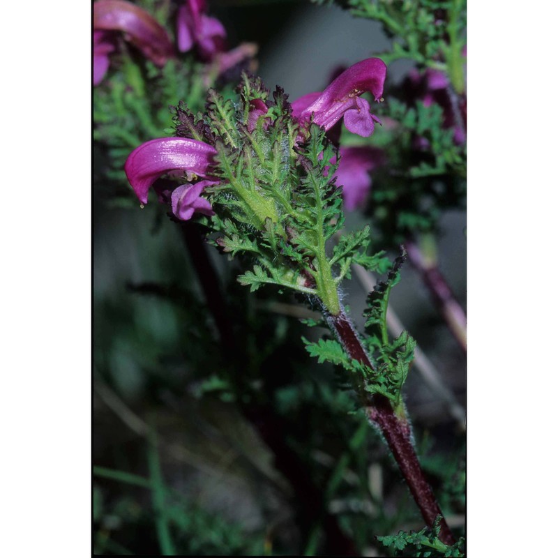 pedicularis petiolaris ten.